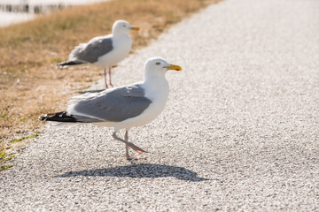An Bbeautiful seabird