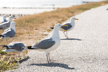 An Bbeautiful seabird