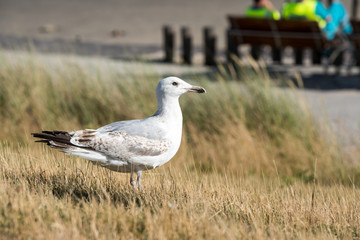 An Bbeautiful seabird