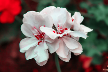 White Red Flower
