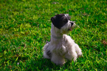 Happy dog on the park