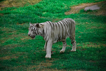 White Tiger on the Park