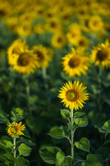 Yellow Sunflower blooming in a field