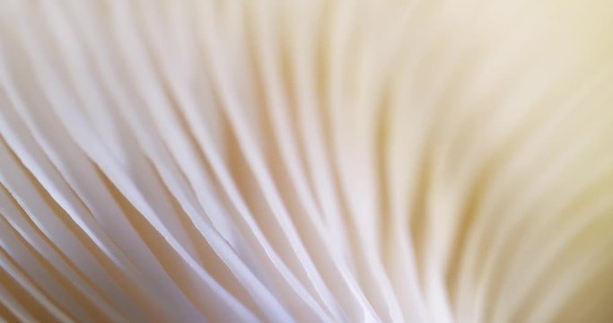 Texture mushrooms. Extreme macro. 4K.
