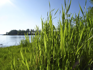 Obraz premium Summer landscape: a sunny morning on a forest lake from the shore through a green young cane