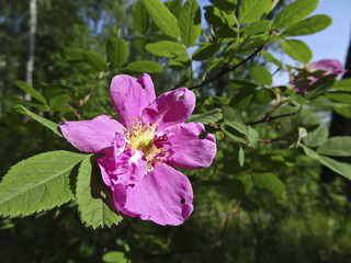 Rose hip flower in the forest on a Sunny day
