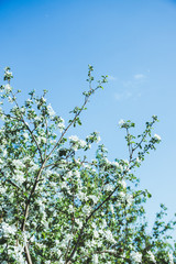 Blooming apple tree in the garden. Selective focus.