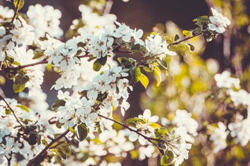 Blooming apple tree in the garden. Selective focus.