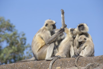 Gray Langur also known as Hanuman Langur in the town of Mandu, India. Indian langurs are lanky, long-tailed monkeys.