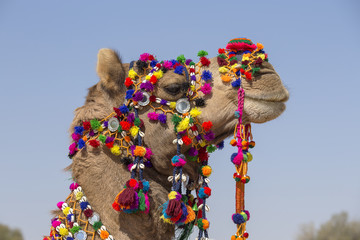 Head of a camel decorated with colorful tassels, necklaces and beads. Desert Festival, Jaisalmer, India