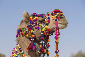 Papier Peint photo Chameau Head of a camel decorated with colorful tassels, necklaces and beads. Desert Festival, Jaisalmer, India