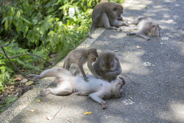 Monkey family in Ubud, island Bali, Indonesia. Monkeys resting in the shade of a tree on a hot tropical day