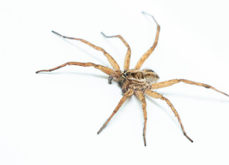Wolf Spider closeup
