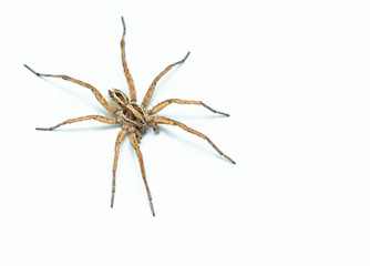 Wolf Spider 45 degree profile
