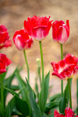 Close-up of colorful red tulip in the flower field.