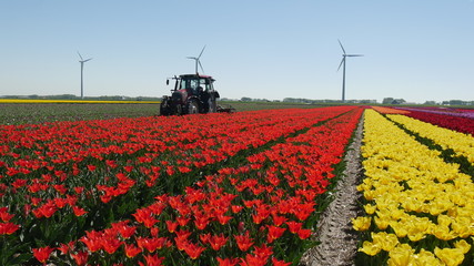 Trattore coltivazione tulipani in Olanda