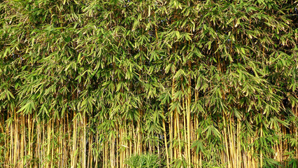 Green bamboo wall plant for background texture