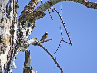 Forest Warbler Redstart on the old birch