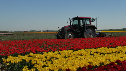 Fototapeta premium Trattore coltivazione tulipani in Olanda