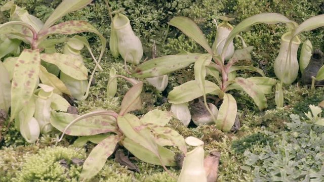 tropical pitcher plant with many flower cups
