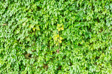 The green background of the five leaf Kam