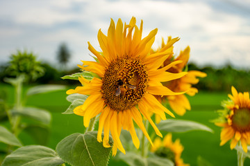 Bee on Sunflowers or Helianthus annuus.