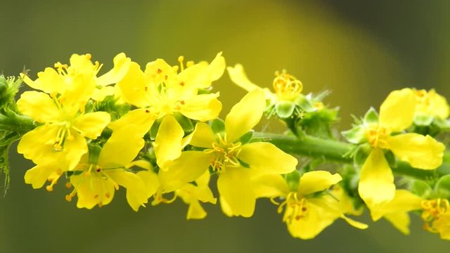 Common agrimony, Agrimonia eupatoria, medicinal plant with flower
