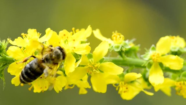 Common agrimony, Agrimonia eupatoria, medicinal plant with flower
