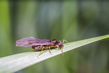 little fly ant on blade of grass