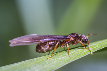 little fly ant on blade of grass