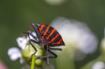 Fototapeta na wymiar red black striped bug on blade of grass