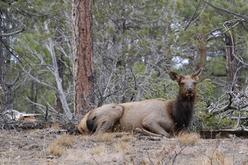 Female elk in the forest of Grand Canyon