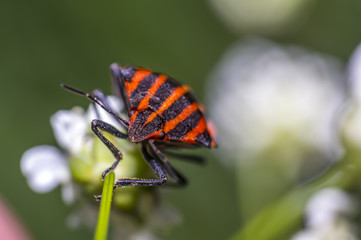 red black striped bug on blade of grass