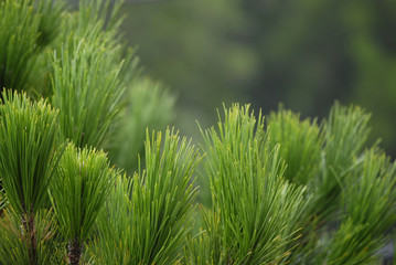 Pinus pinea tree branch close up