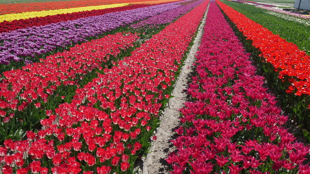 Coltivazione dei tulipani in Olanda