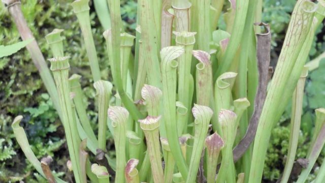 tropical pitcher plant with many flower cups