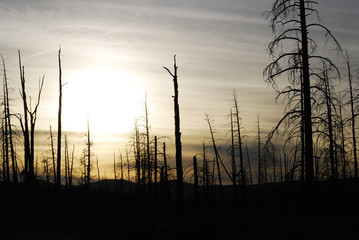 Spooky landscape of a dark tree silhouette
