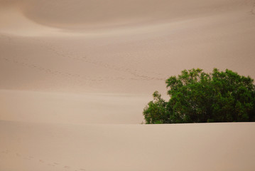 Lonely green plant in the desert