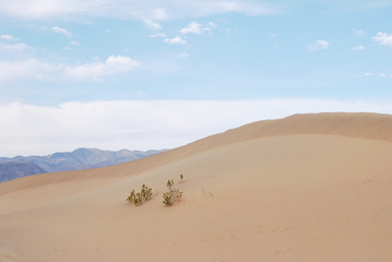 Fototapeta na wymiar Sand dune nature background with little plants