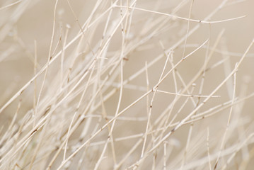 Soft nature background with dried plant