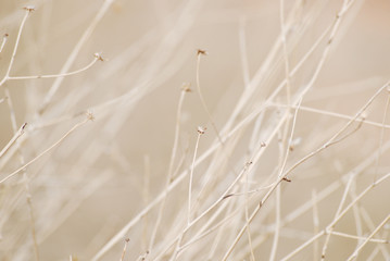 Beautiful light dried plant background