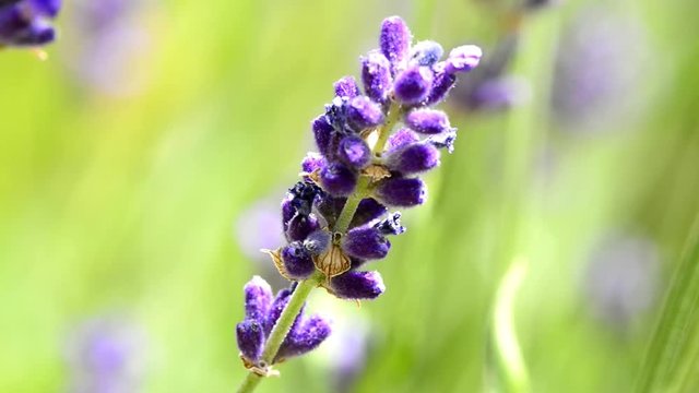 Lavender, medicinal plant and spice with flower