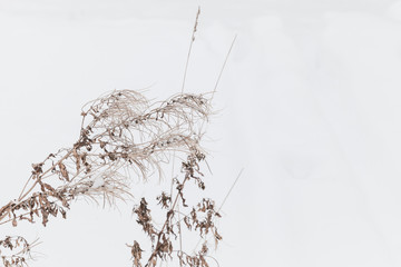 Dry coastal plants on white snow, winter