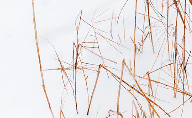 Dry coastal grass on white snow
