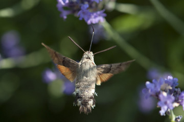 Butterfly a Hummingbird Hawk-moth in flight, sucking nectar from a Levander.