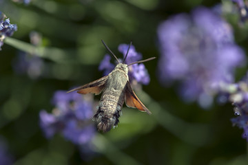Butterfly a Hummingbird Hawk-moth in flight, sucking nectar from a Levander.
