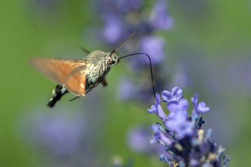 Butterfly a Hummingbird Hawk-moth in flight, sucking nectar from a Levander.