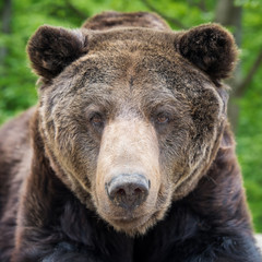 Naklejka premium Brown bear (Ursus arctos) portrait in forest