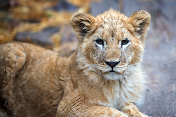 Fototapeta na wymiar Young lion cub in the wild portrait