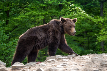 Fototapeta na wymiar European brown bear in a forest landscape
